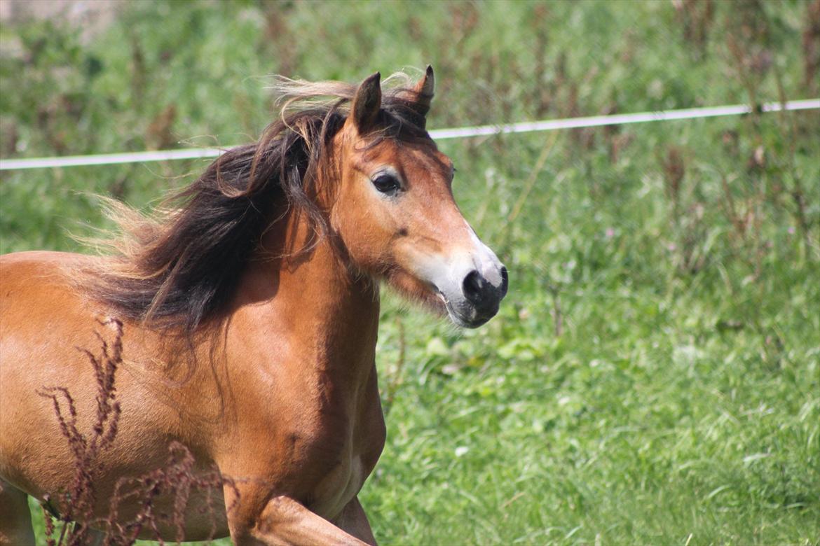 Anden særlig race Honey - (Dino-photo) billede 9