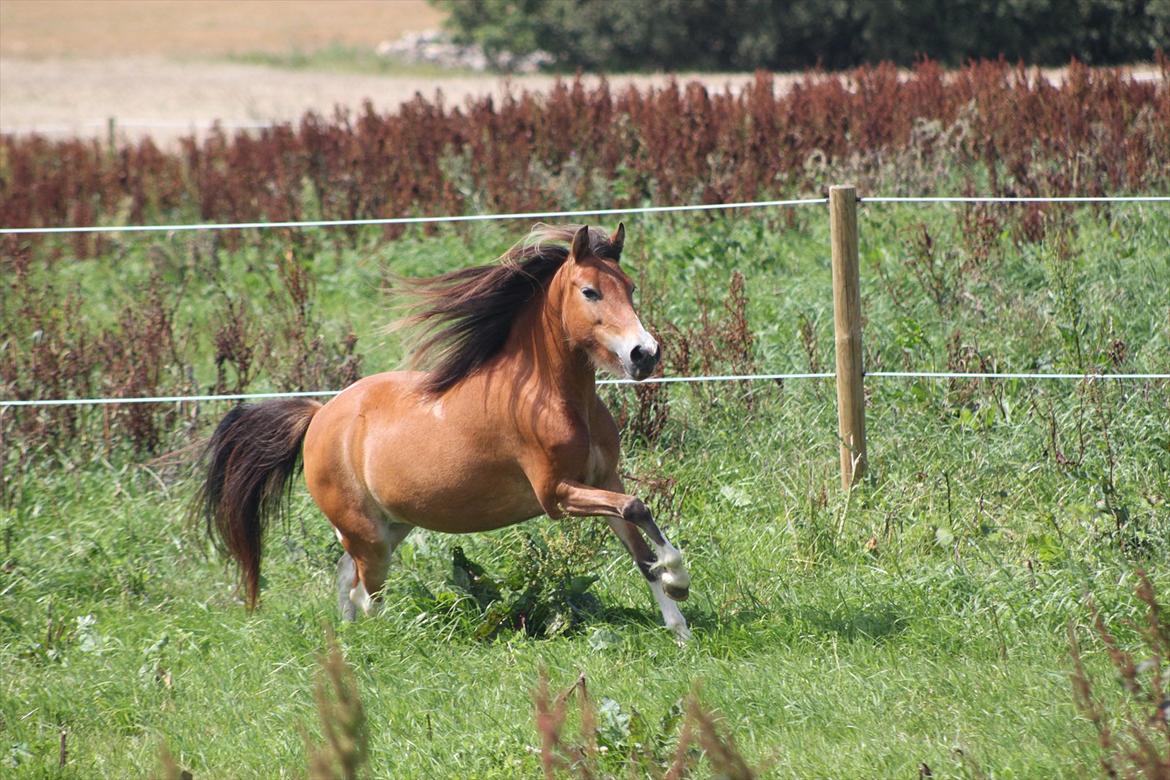Anden særlig race Honey - (Dino-photo) billede 2