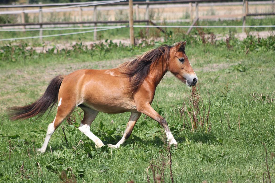 Anden særlig race Honey - (Dino-photo) billede 10