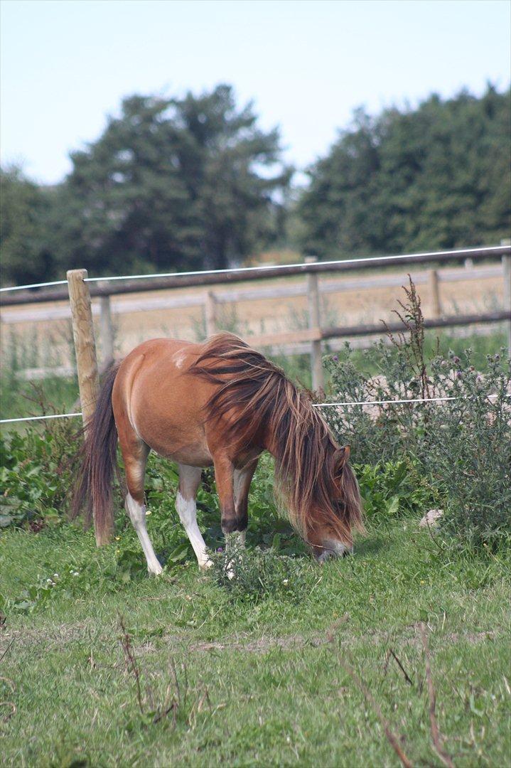 Anden særlig race Honey - (Dino-photo) billede 11