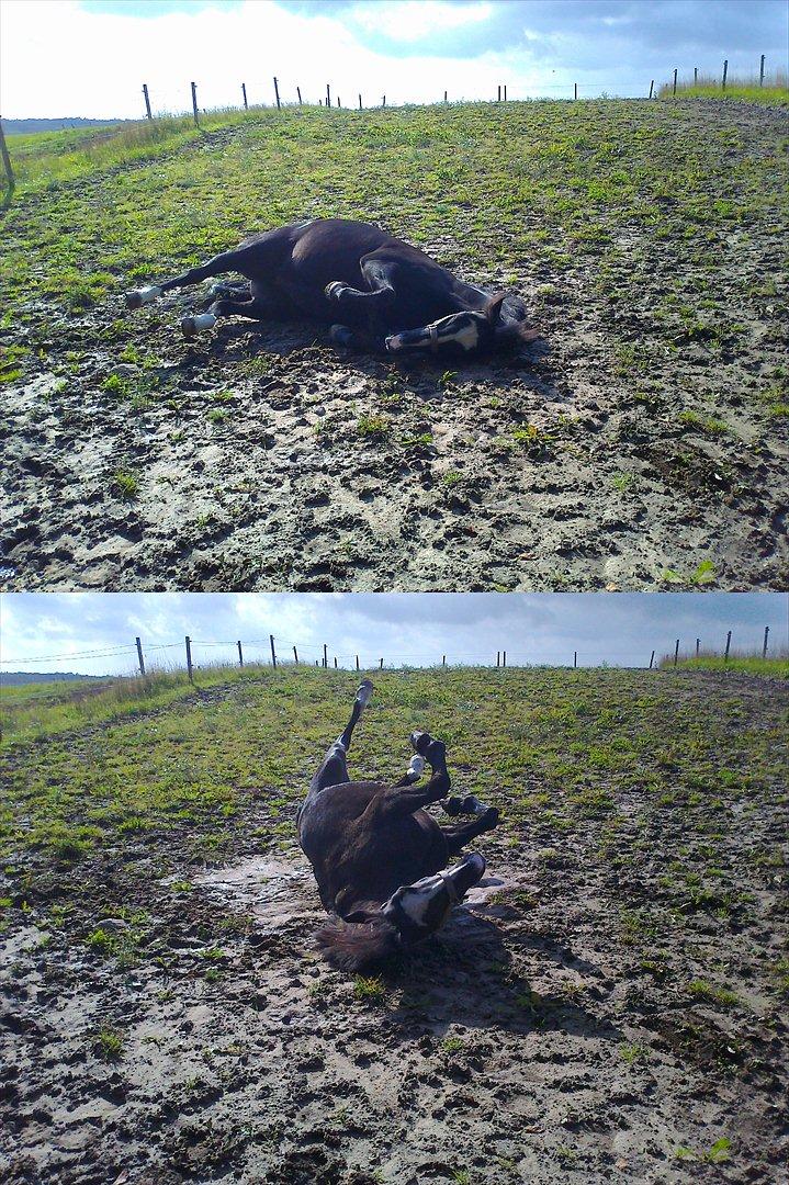 Anden særlig race Blackie - Rullemarie <3 billede 19