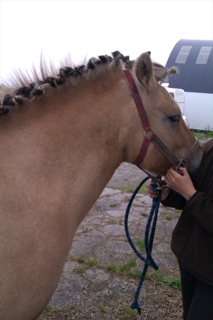 Fjordhest Frida af Tranemosen - Smukke Frida med rosenknopper ;) billede 1