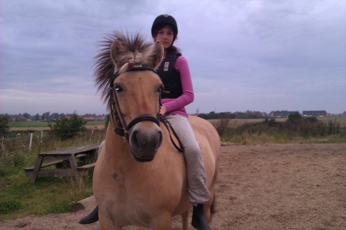 Fjordhest Frida af Tranemosen - Første gang på Frida uden saddel. billede 2