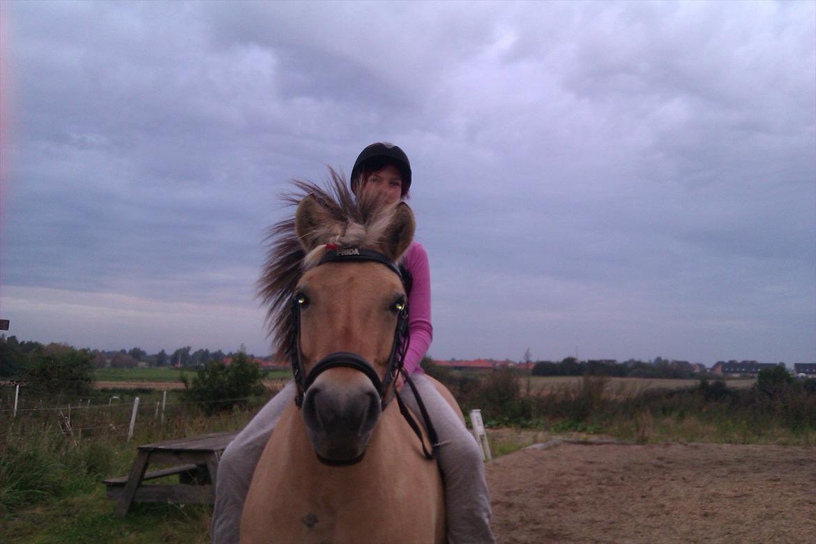 Fjordhest Frida af Tranemosen - Første gang på Frida uden saddel. billede 3