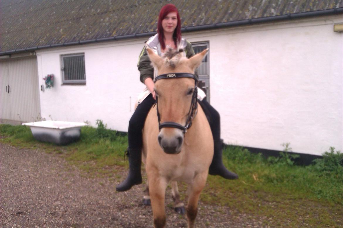 Fjordhest Frida af Tranemosen - Fotomodel uden saddel og ridehjelm. billede 4