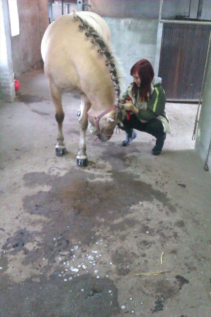 Fjordhest Frida af Tranemosen - Hendes fine man. billede 7