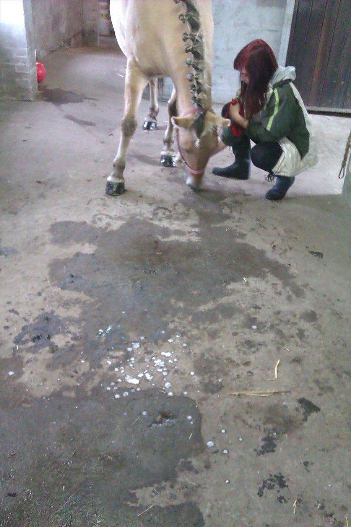 Fjordhest Frida af Tranemosen - Nusseri ;) billede 8