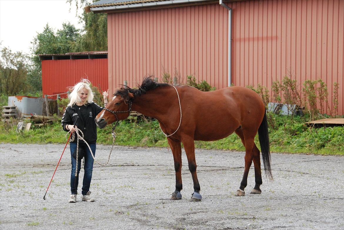 Anden særlig race Chateâu - [Julie] - Shake baby, shake! billede 15