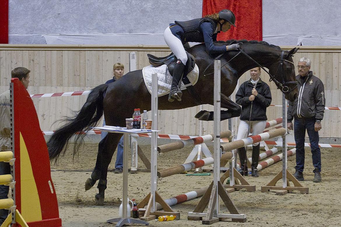 Pinto Gaasdal´s Spotless - Materialprøve 2011.
 billede 19