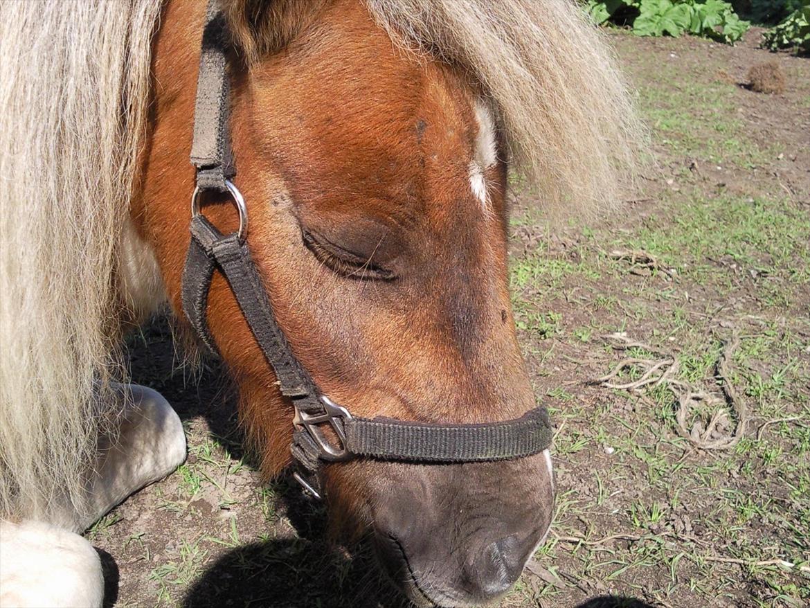 Shetlænder billy boy, my heart i:'<3 - en meget træt billy boy!:P billede 6