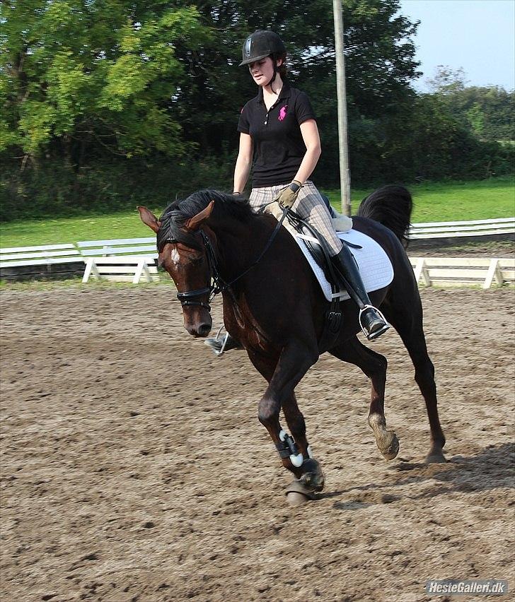 Dansk Varmblod Enghavegaards Drusa  - de første billeder efter tøsen har stået skadet ;P  billede 11