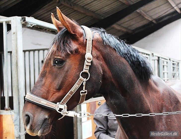 Dansk Varmblod Enghavegaards Drusa  - du hjælper mig på så mange utænkelige måder :) billede 12