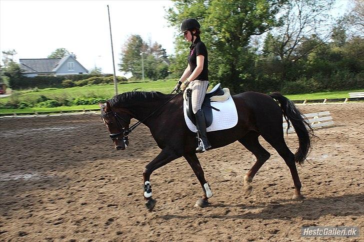 Dansk Varmblod Enghavegaards Drusa  - jeg håber vi med tiden kan nå langt ;) billede 13