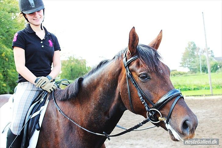 Dansk Varmblod Enghavegaards Drusa  - og så med sit nye hovedtøj. som vi fik i fødselsdags gave ;D  billede 14