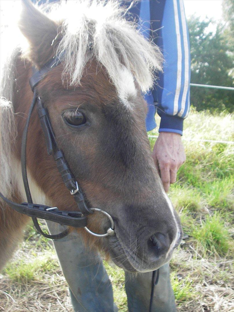 Shetlænder billy boy, my heart i:'<3 billede 10