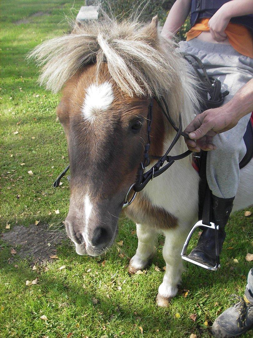 Shetlænder billy boy, my heart i:'<3 billede 1