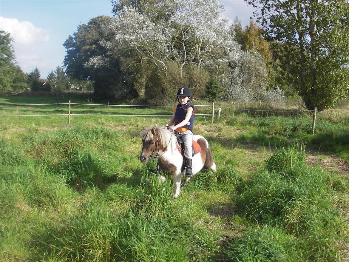 Shetlænder billy boy, my heart i:'<3 billede 13