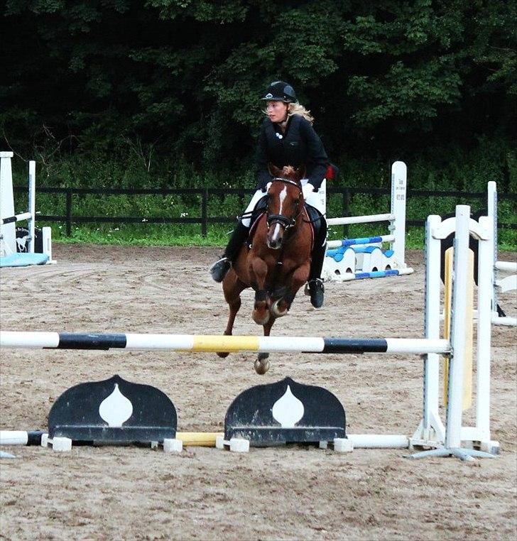 Tysk Sportspony Dakota 195 (min egen)<3 - stævne på NSR billede 12
