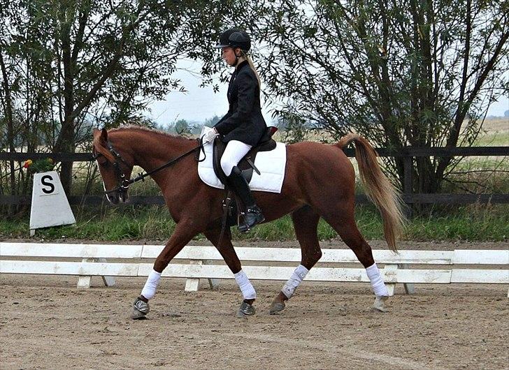 Tysk Sportspony Dakota 195 (min egen)<3 - til dressur stævne på falken :P billede 14