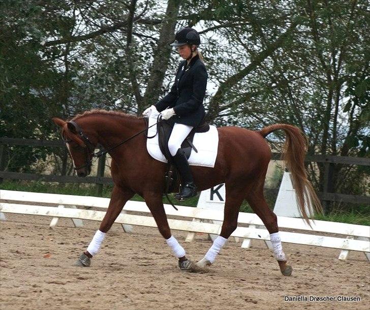 Tysk Sportspony Dakota 195 (min egen)<3 - til dressur stævne på falken billede 17