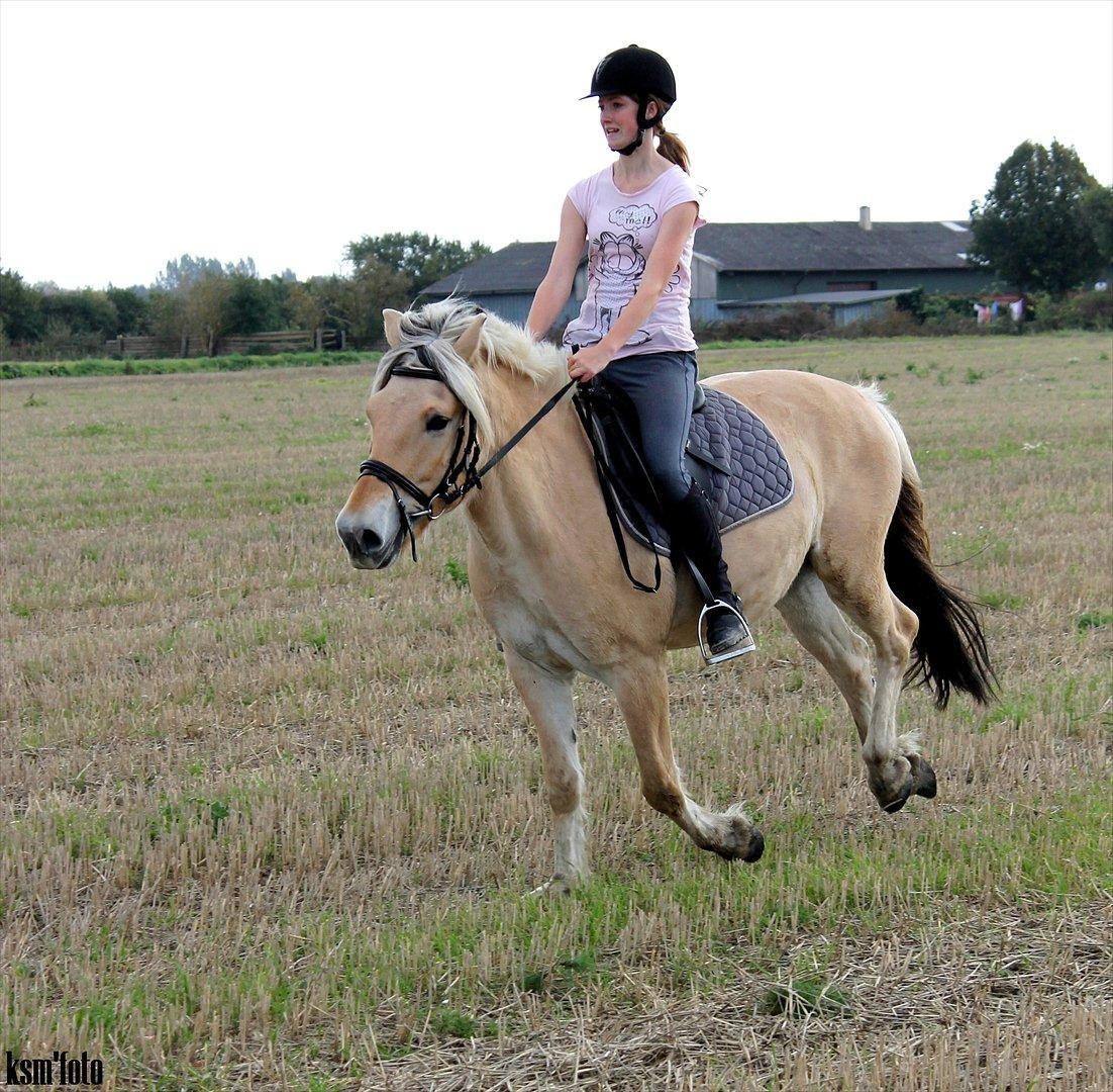 Fjordhest Mayboom (Bommer) R.I.P  billede 17