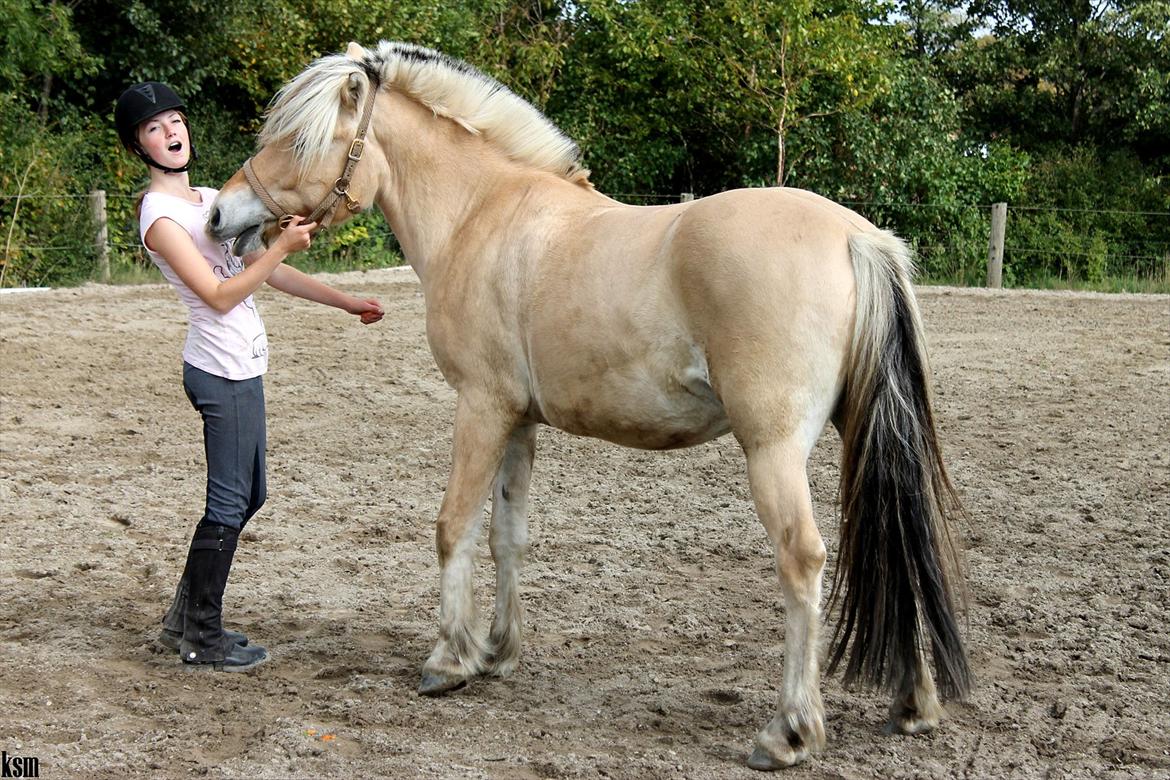 Fjordhest Mayboom (Bommer) R.I.P  billede 18