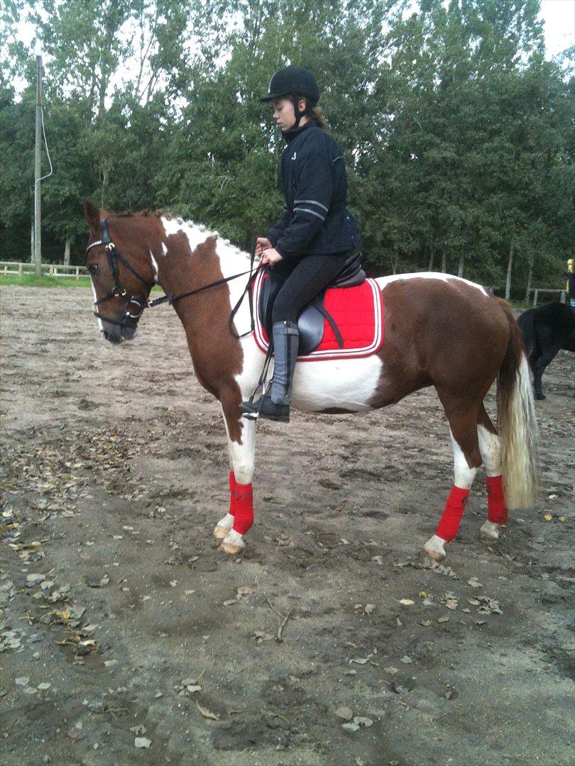 Pinto Dixie - Dejlige pony!<3
Foto: Amalie. billede 8