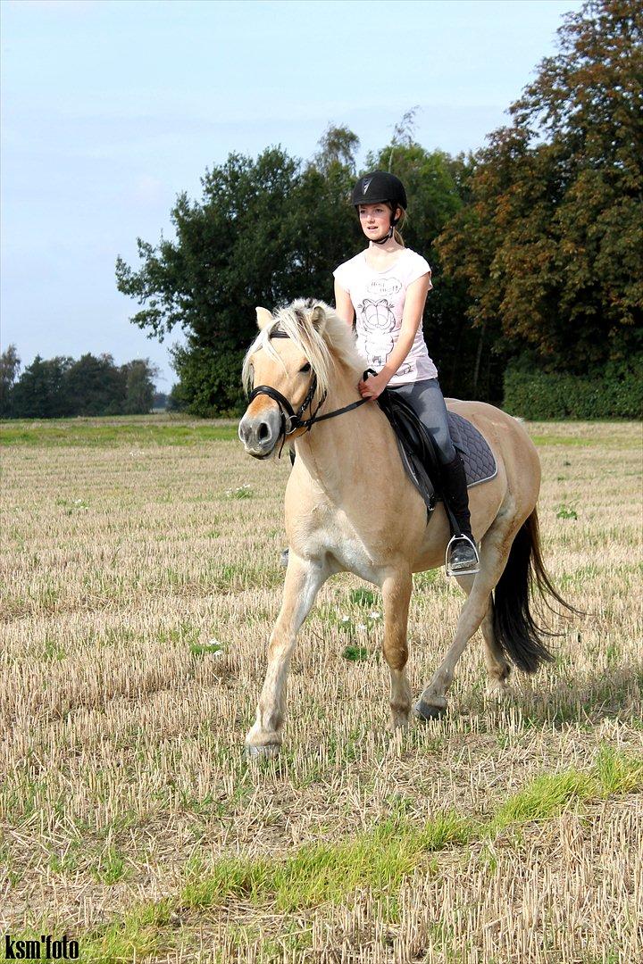 Fjordhest Mayboom (Bommer) R.I.P  billede 14