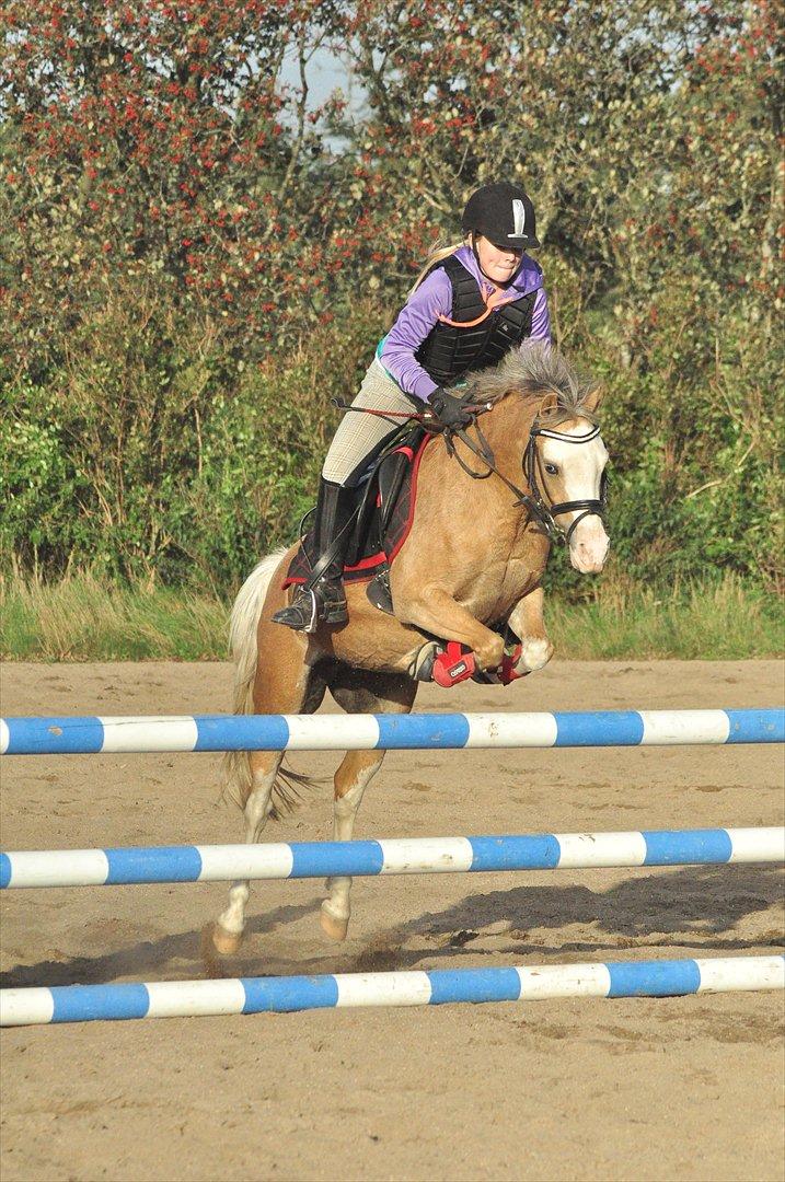 Welsh Mountain (sec A) Femke *savnet* - Mig og Femke springer 85 cm :D  billede 4