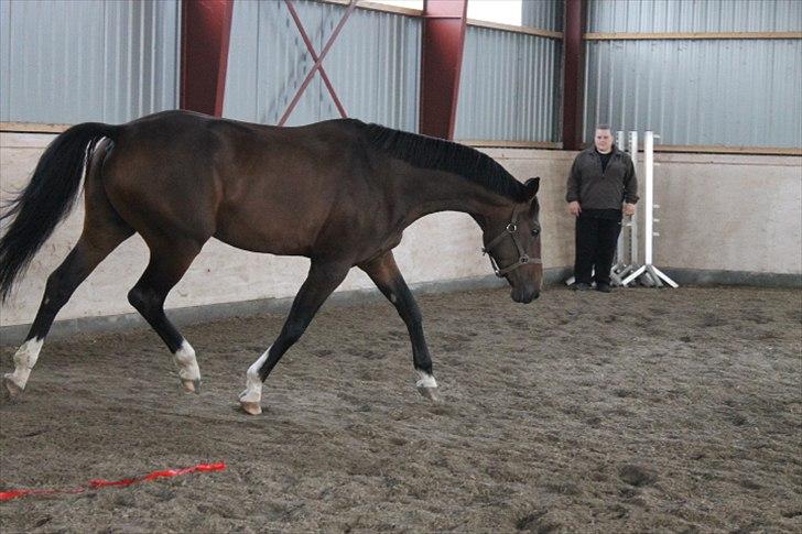 Anden særlig race Mr. Hot Chokolate Fudge billede 9