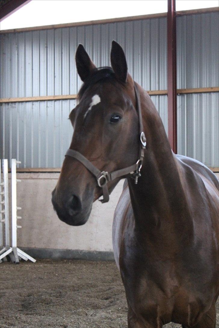 Anden særlig race Mr. Hot Chokolate Fudge billede 5