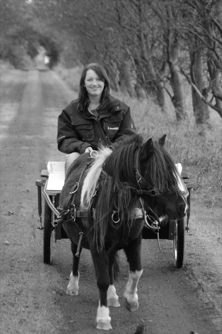 Shetlænder Ghost *Grynte* <3 billede 2