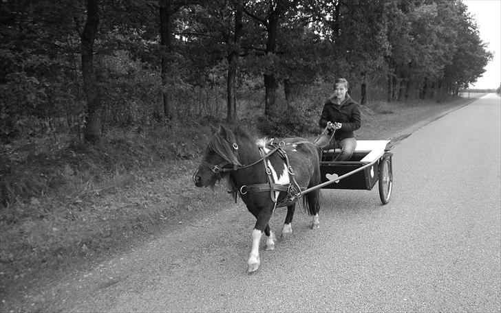 Shetlænder Ghost *Grynte* <3 - Så traver vi afsted igen ;) Hej hej ;) billede 12