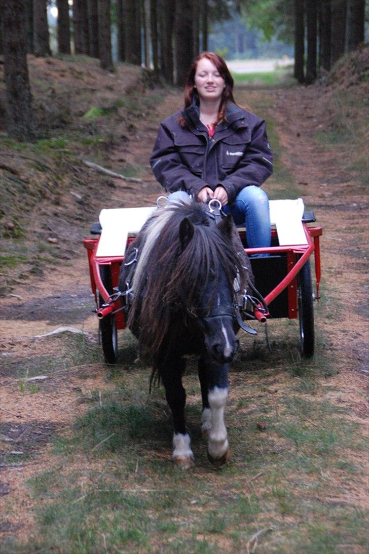 Shetlænder Ghost *Grynte* <3 - Så lige en tur i skoven <3 Ninna P billede 9