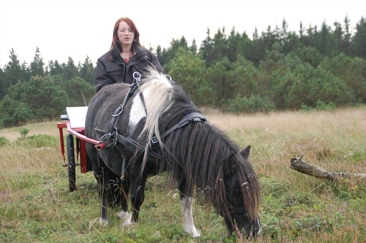 Shetlænder Ghost *Grynte* <3 billede 6