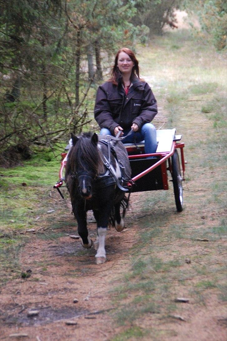 Shetlænder Ghost *Grynte* <3 billede 3