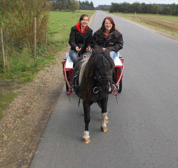 Shetlænder Ghost *Grynte* <3 billede 7