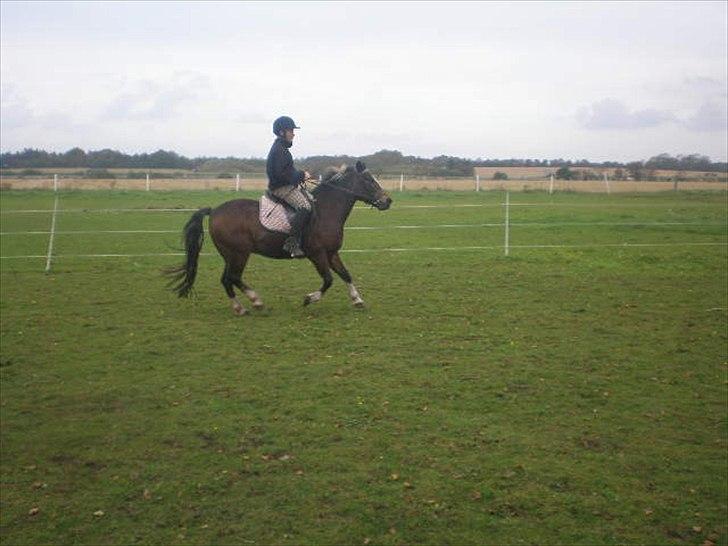 Anden særlig race Chico ( Bamse Far) Himmel pony ( savnet altid ) - kasper  der galoper  på chico 
det var aller første gang . billede 7