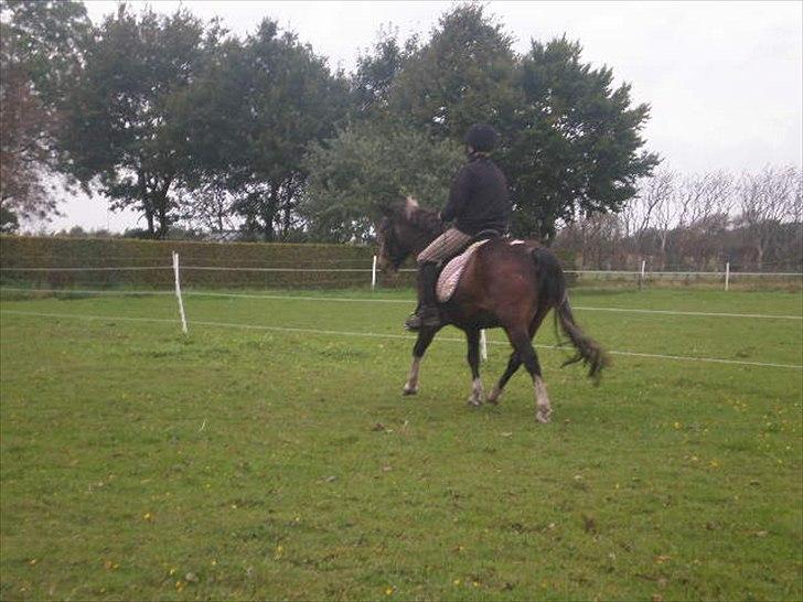 Anden særlig race Chico ( Bamse Far) Himmel pony ( savnet altid ) - Kasper  der traver på chico billede 11