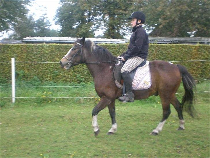 Anden særlig race Chico ( Bamse Far) Himmel pony ( savnet altid ) - chico er lid utilfres med han er selv .
kasper skridter  på chico billede 17