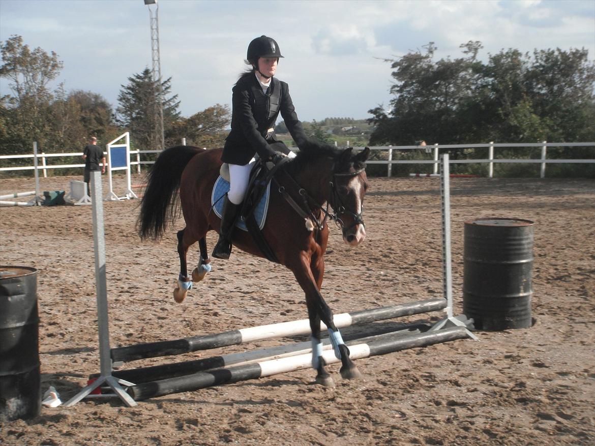 Arabisk fuldblod (OX) Deva billede 8