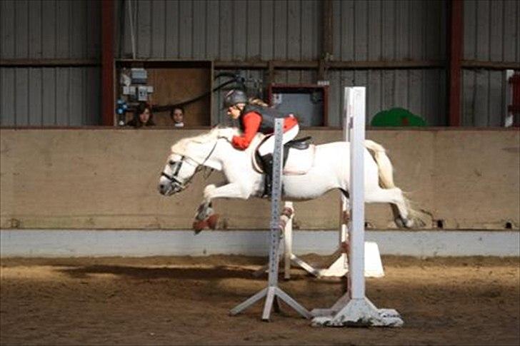 Welsh Mountain (sec A) Crowns Happy Moon - We belive we can fly :-D billede 6