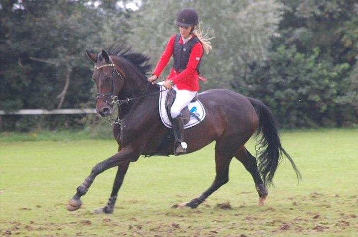 Zangersheide Gina Alfarvad Z Solgt d. 24/11-2012 billede 8