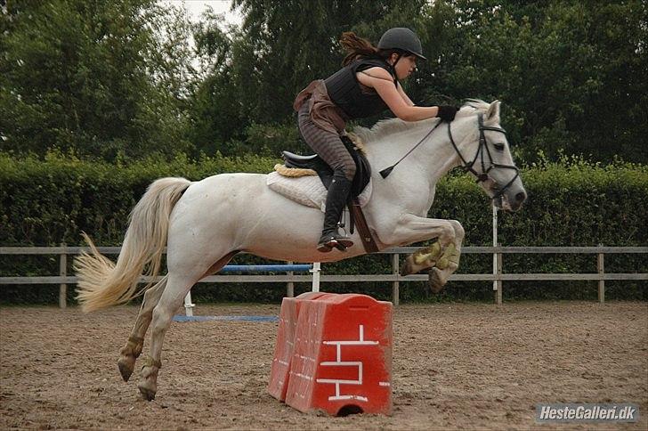 Anden særlig race Augusta :) (tidl pony,solgt) - I love you <3 Foto : freia billede 11