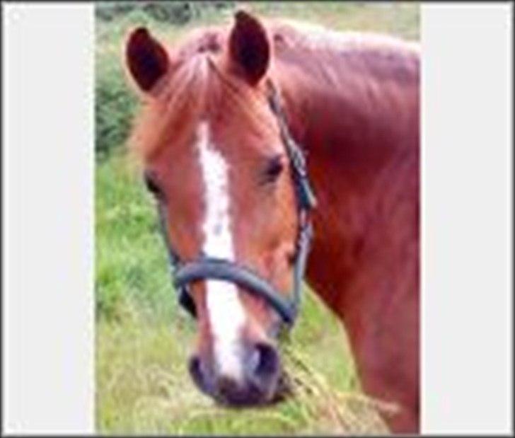 New Forest Christiansejes Coke billede 14