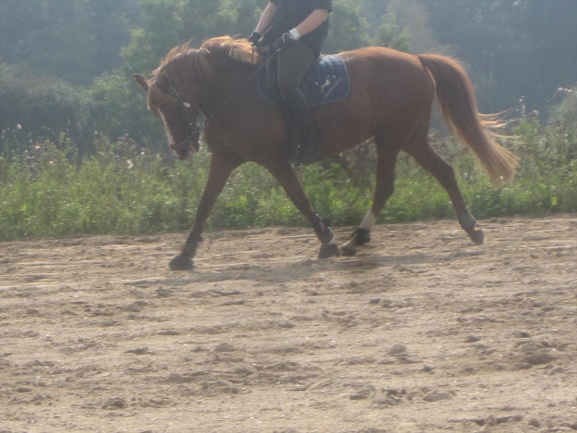 New Forest Christiansejes Coke billede 15