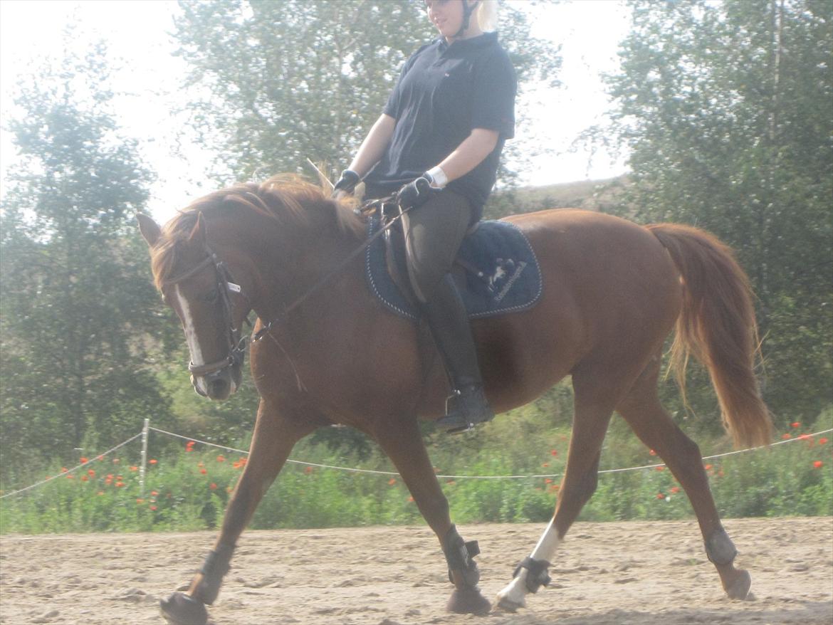 New Forest Christiansejes Coke billede 16