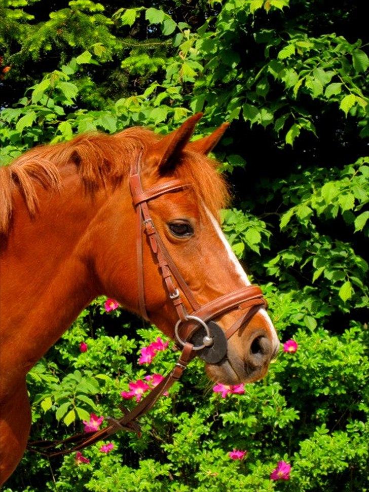 New Forest Christiansejes Coke billede 1