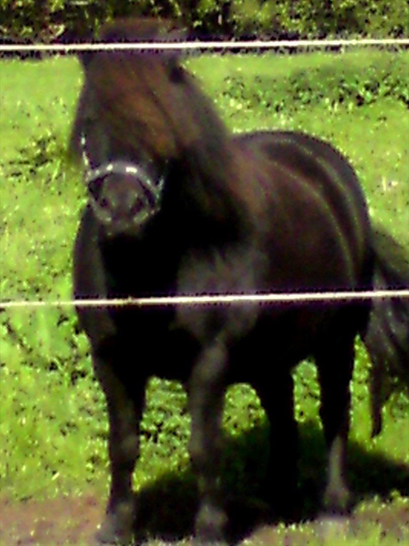 Shetlænder mille billede 1