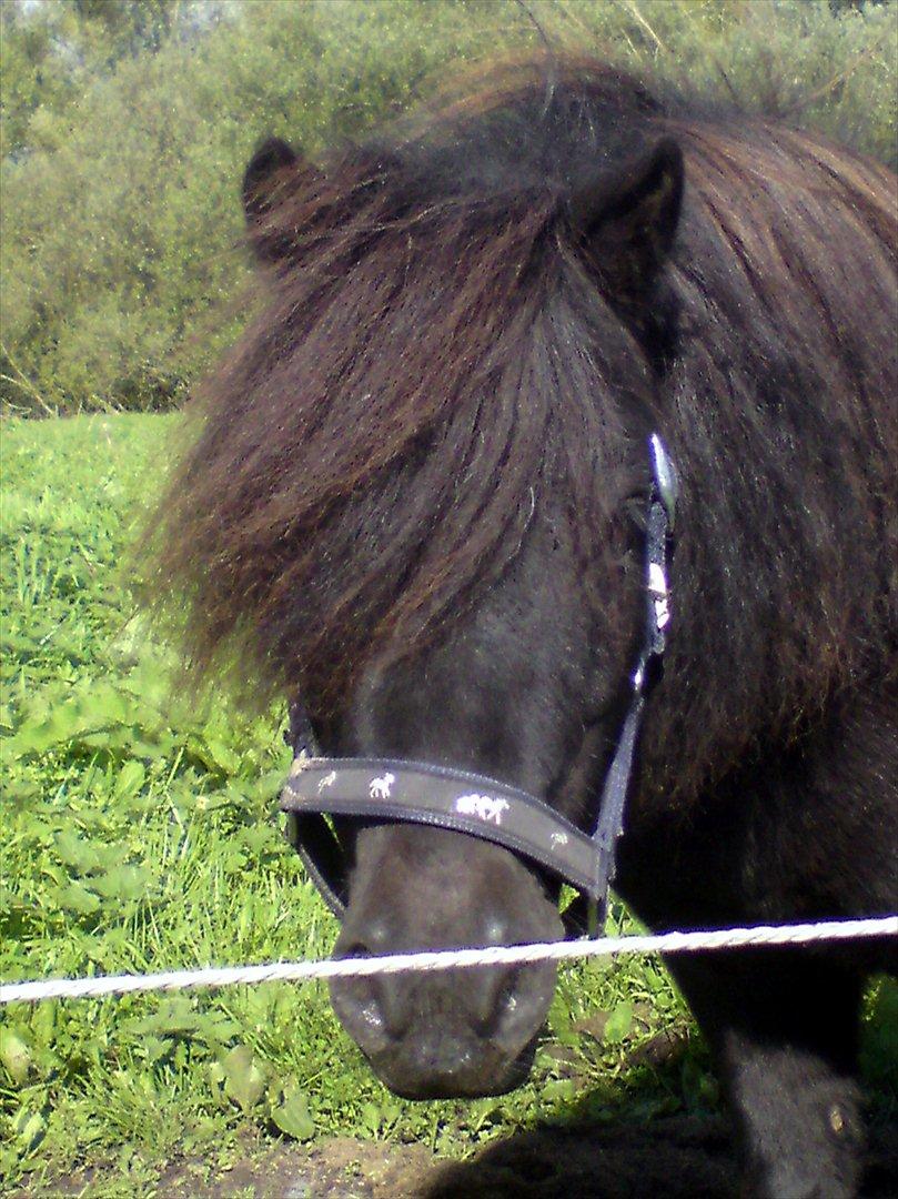 Shetlænder mille billede 17